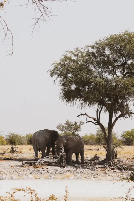 Botswana — mobile connectivity coverage