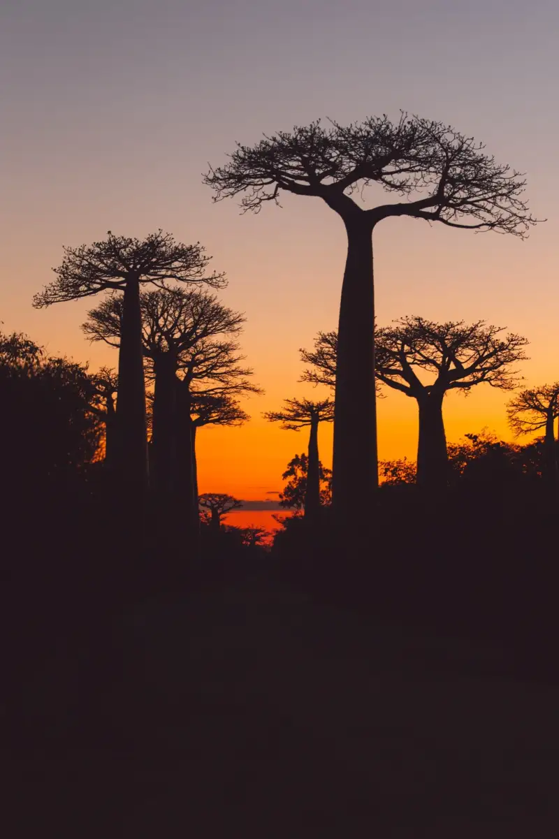 Madagascar eSIM card data plans for international travel