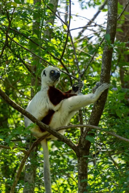 Madagascar — HelloRoam eSIM coverage