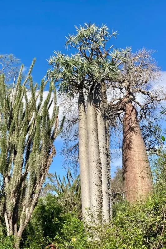 Madagascar — best time to visit