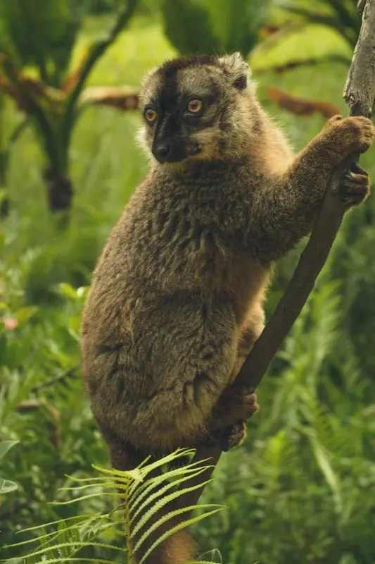 Madagascar — mobile connectivity coverage