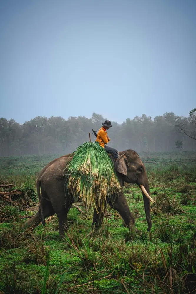 Mobile data in Chitwan Nepal with HelloRoam eSIM plans for international travelers
