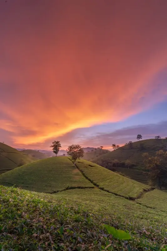 Vietnam — mobile connectivity coverage