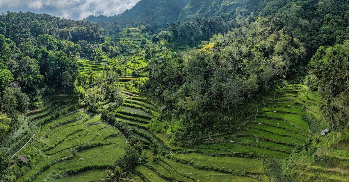 Terrazas de arroz verdes entre montañas de Bali, paisaje que descubrirás al viajar a Bali con presupuesto
