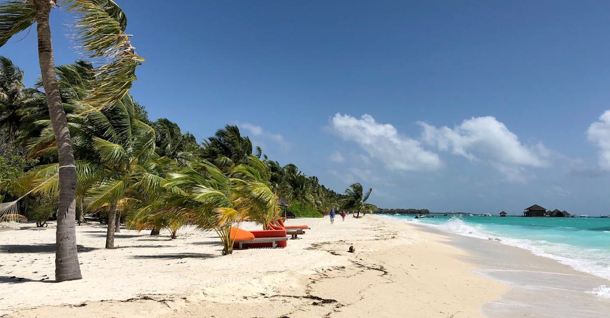 Calm Maldives beach with palm trees under clear skies during the dry season, best time to visit maldives