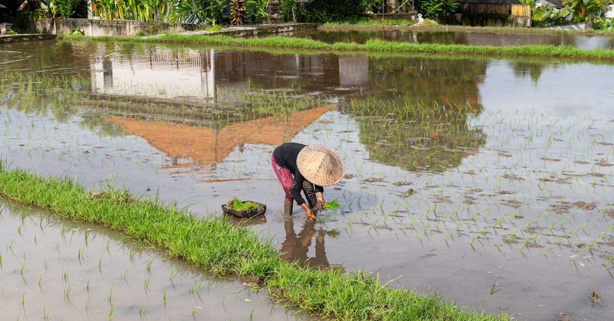Balinese farmer planting rice in a flooded paddy field during the lush Bali wet season