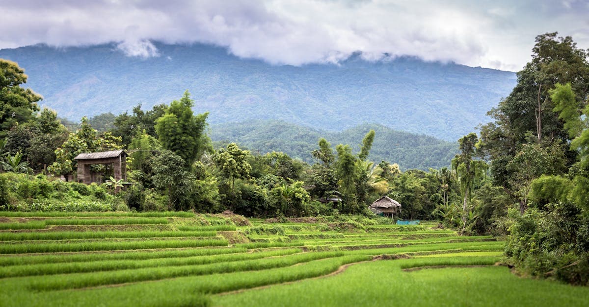Maleriske rismarker i det nordlige Thailand med tågedækkede bjerge i baggrunden.