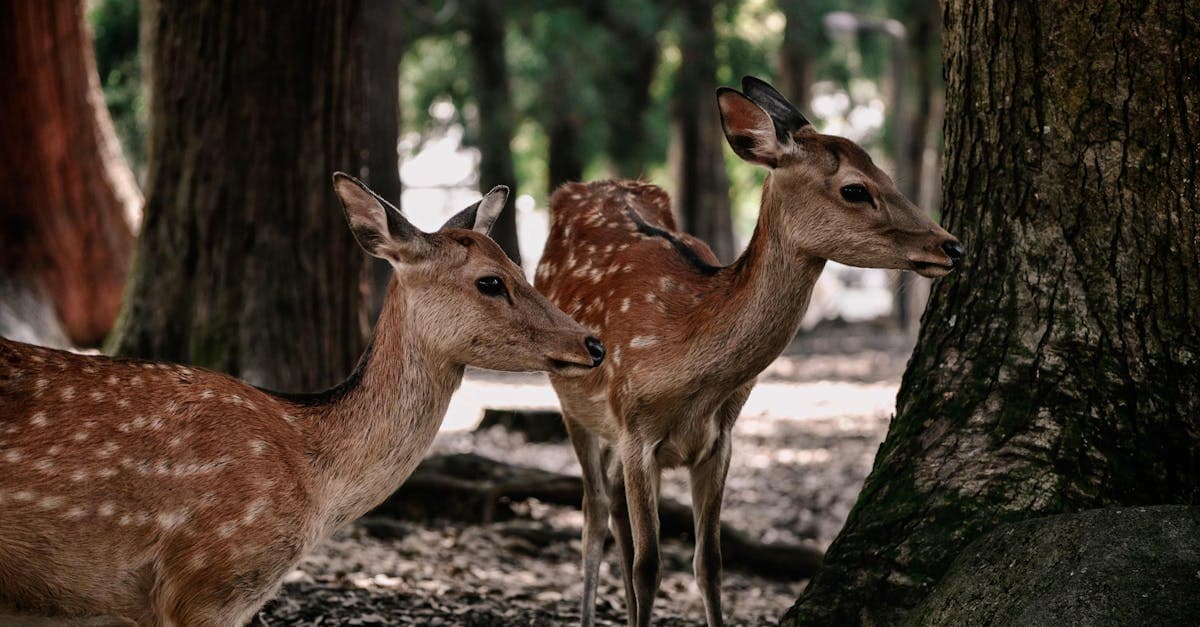 Cerbiatti nel parco di Nara, tappa imperdibile per chi vuole scoprire cosa mangiare in giappone