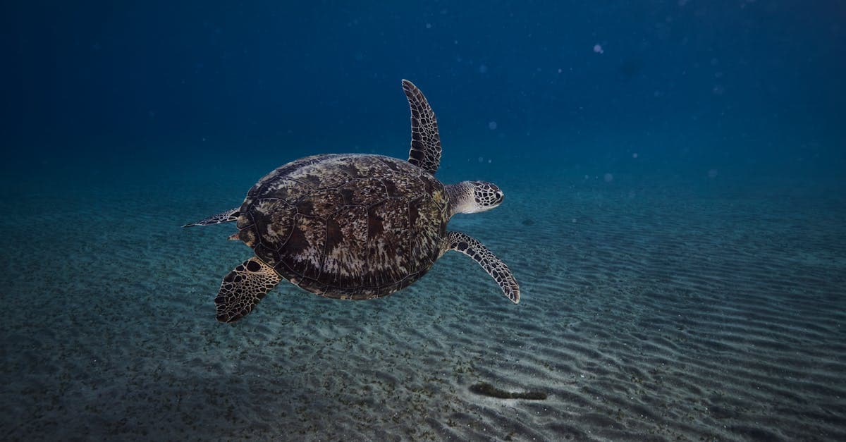Captivating underwater view of a sea turtle gliding in Marsa Alam, Red Sea.