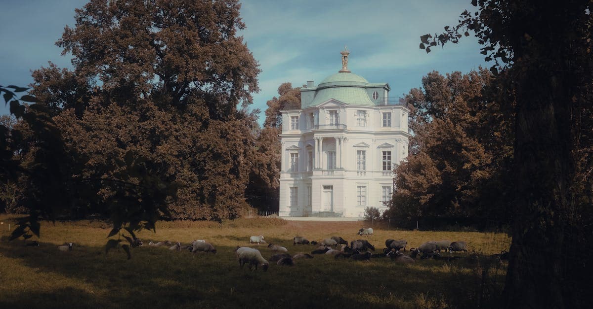 Sheep grazing in a scenic countryside setting near a historic Berlin palace, surrounded by lush trees.