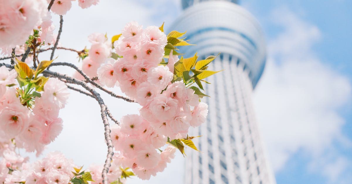 日本の連休とバリ島 ベストシーズンを組み合わせる旅行計画、満開の桜と青空の東京