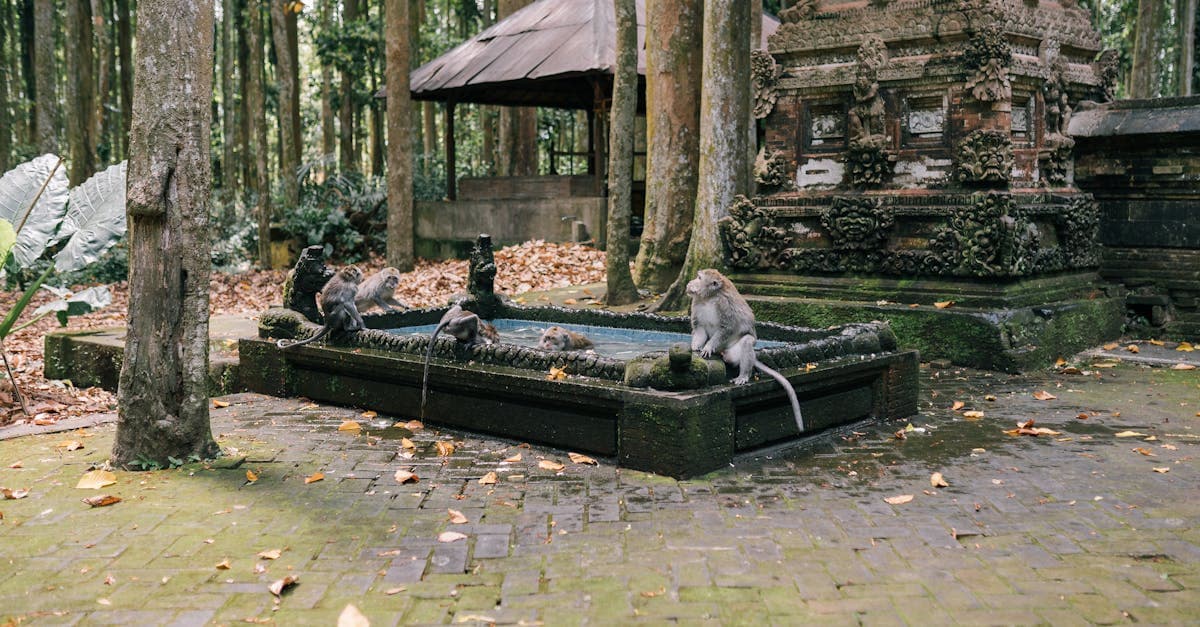 Kawanan monyet di pura kuno dikelilingi alam hijau, pengalaman unik things to do in ubud