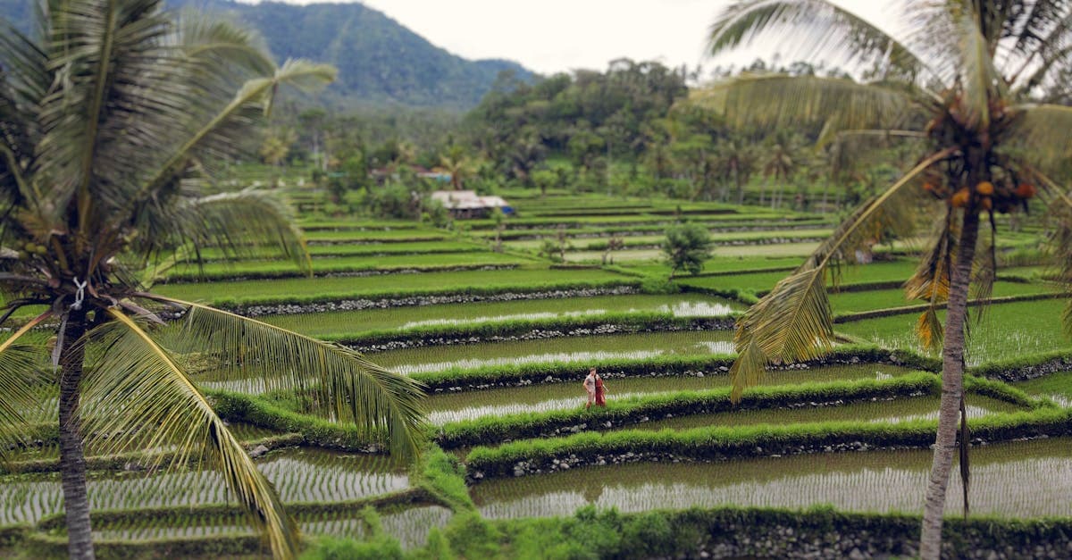 Par vandrar genom stor tropisk palmplantage nära gröna kullar på Bali