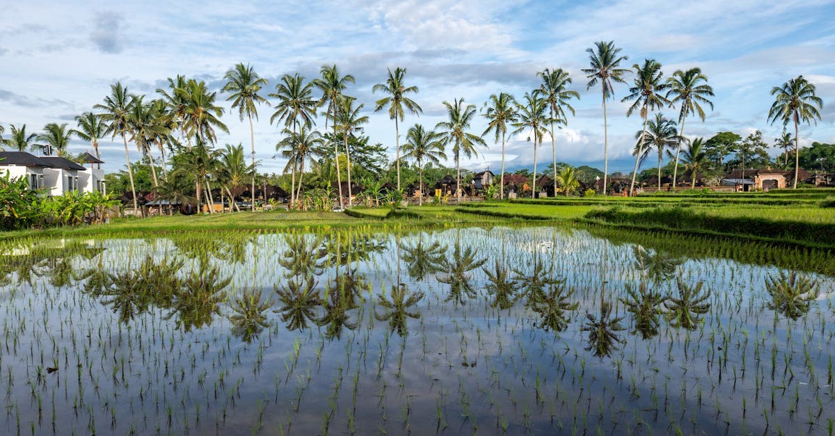 Peaceful Bali rice paddies under a blue sky — is Bali safe for outdoor adventures despite dengue risks?