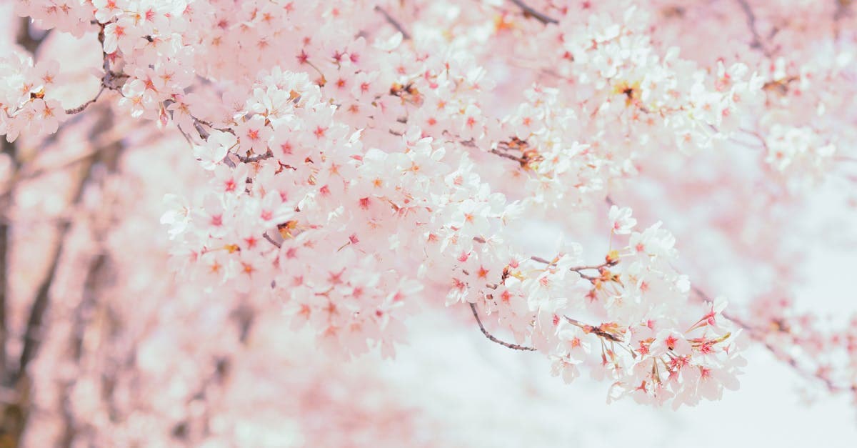 ดอกซากุระสีชมพูละเอียดอ่อนบานอยู่บนกิ่งไม้ในสวนสาธารณะ สัญลักษณ์ของเทศกาลฮานามิ