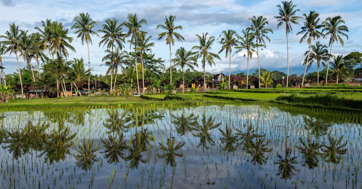 Scenic Balinese rice paddies near Ubud, close to top plant-based dining spots in Canggu and Seminyak