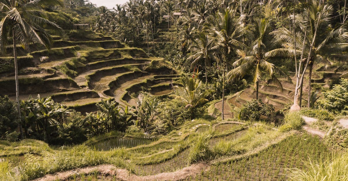 Tegalalang rice terraces cascading through Ubud palms, a classic thing to do in Bali