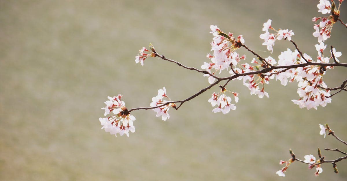 계절별 일본 날씨를 상징하는 봄철 공원에서 활짝 핀 벚꽃 나뭇가지 클로즈업