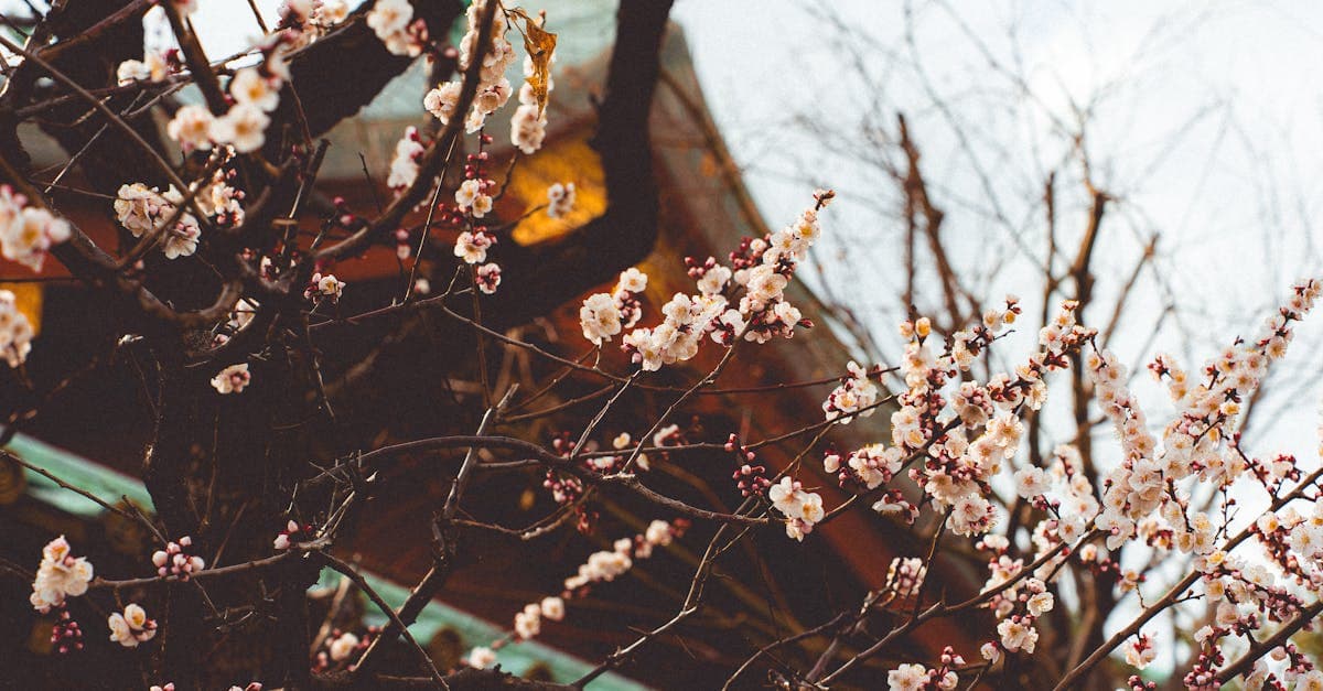 Blomstrende kirsebærgrene foran et Tokyo-tempel symboliserer den smukke sakura-sæson i Japan.