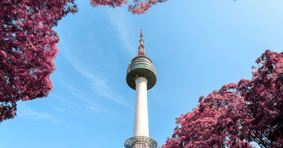 N Seoul Tower framed by pink foliage, a popular landmark among things to do in Seoul
