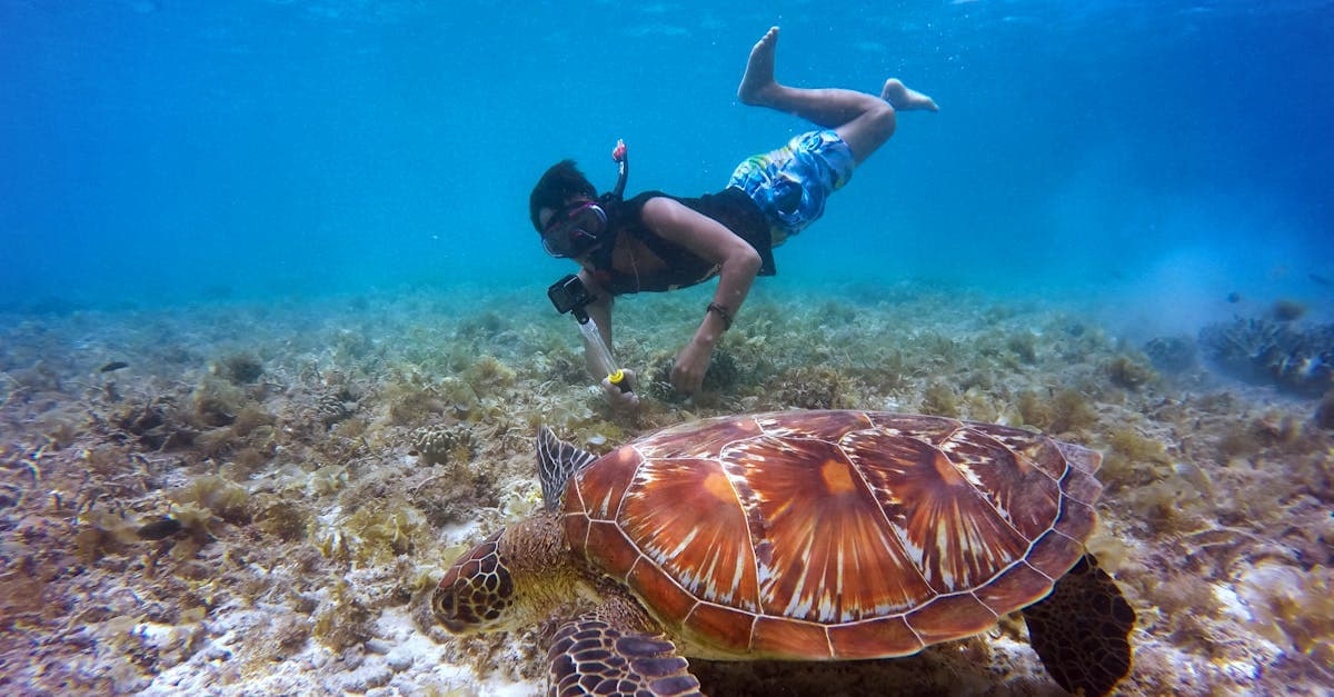 Diver and sea turtle on Rarotonga's coral reef, the best time to visit Rarotonga for snorkelling is dry season