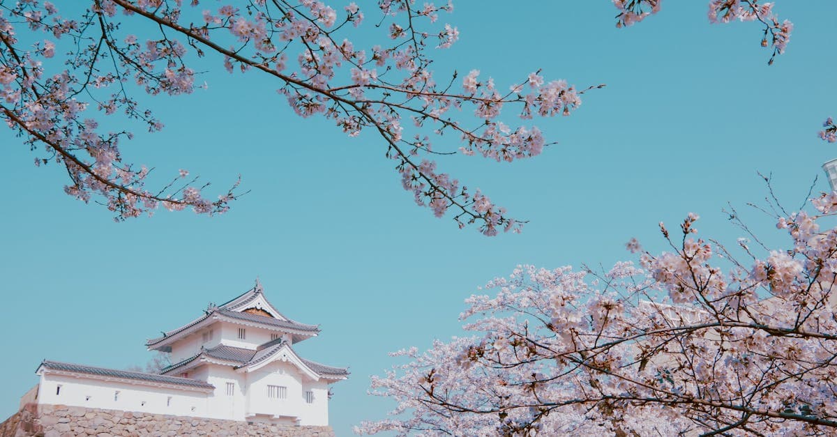 ดอกซากุระญี่ปุ่นบานล้อมรอบปราสาทสึยามะใต้ท้องฟ้าสีครามใส เตรียมพร้อมก่อนบินไปญี่ปุ่น