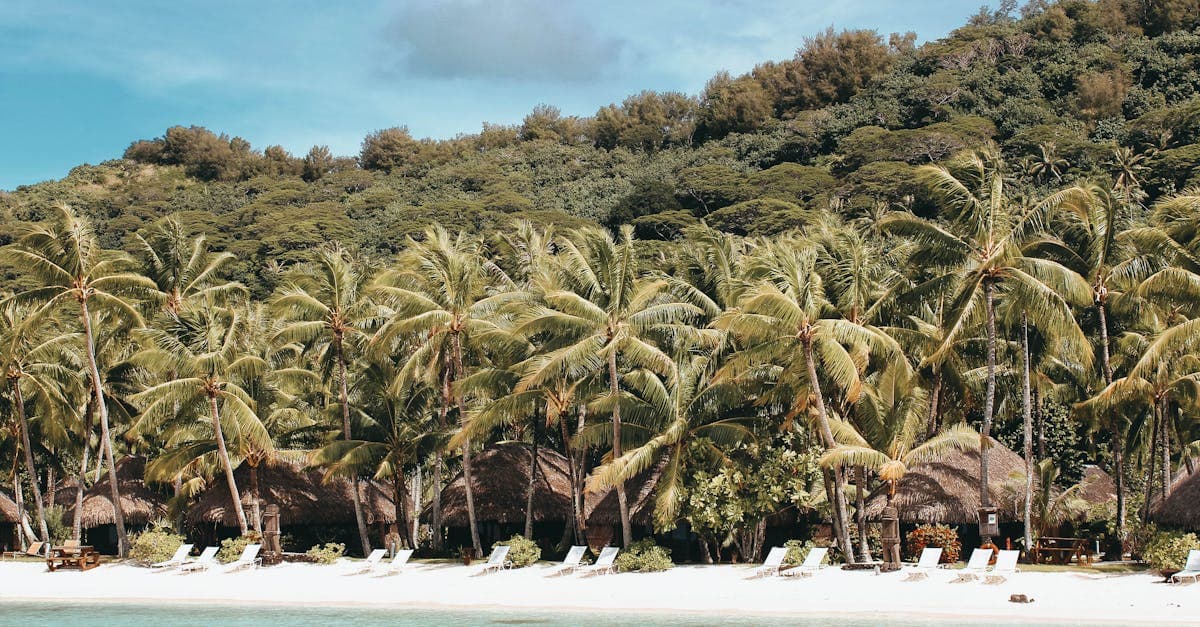 Lush palm-fringed beach in the Cook Islands capturing Rarotonga's tropical scenery during the wet season