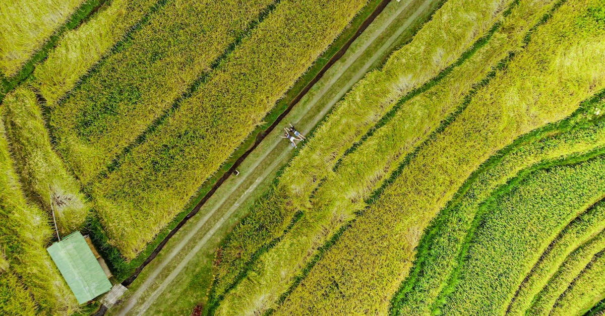 Foto drone sawah terasering Ubud yang memukau, panduan perjalanan menuju ubad ubud bali cooking class di Blahbatuh